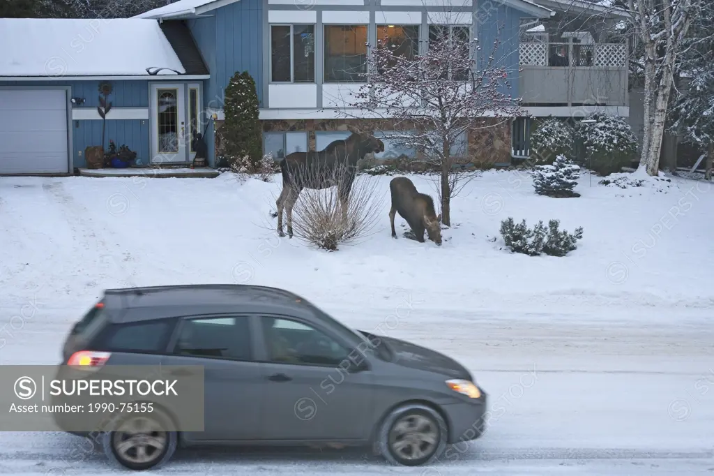 Moose (Alces alces) in residential neighbourhood in winter, Smithers, British Columbia