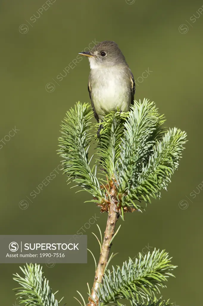 Willow Flycatcher Empidonax traillii, British Columbia, Canada