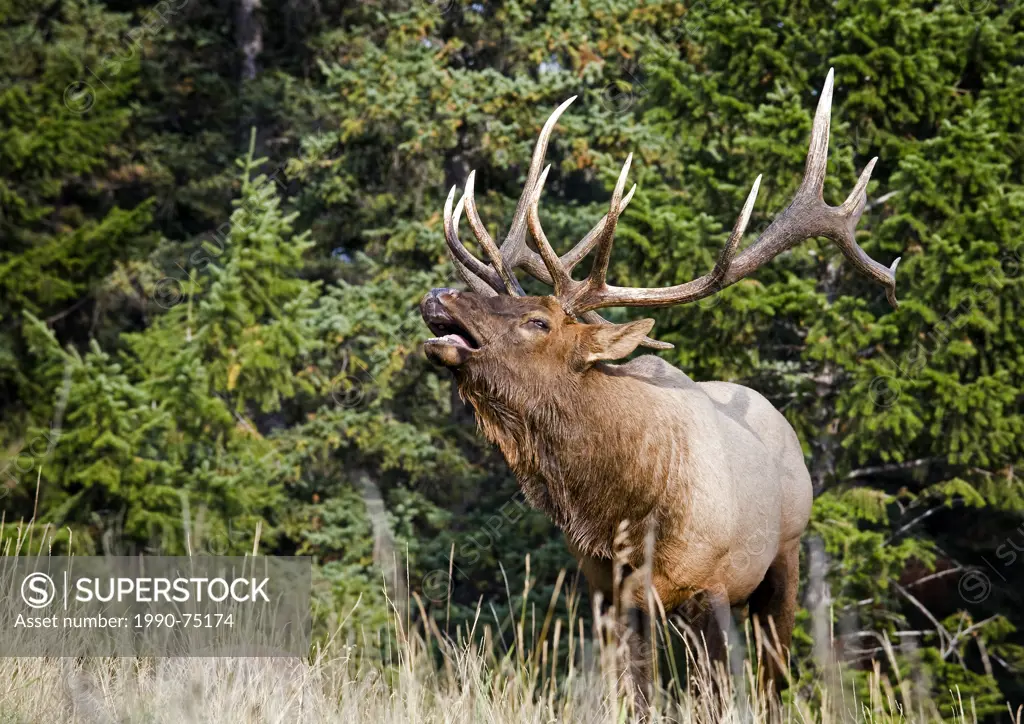 Male Bull Elk calling, Jasper National Park, Alberta, Canada.
