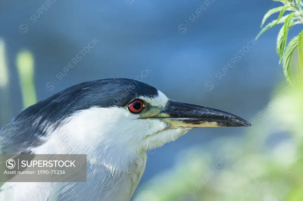 Black-crowned Night-Heron (Nycticorax nycticorax) at the Parc des Rapides, a 30-hectare waterside park, containing marsh, pools and walkways and stret...
