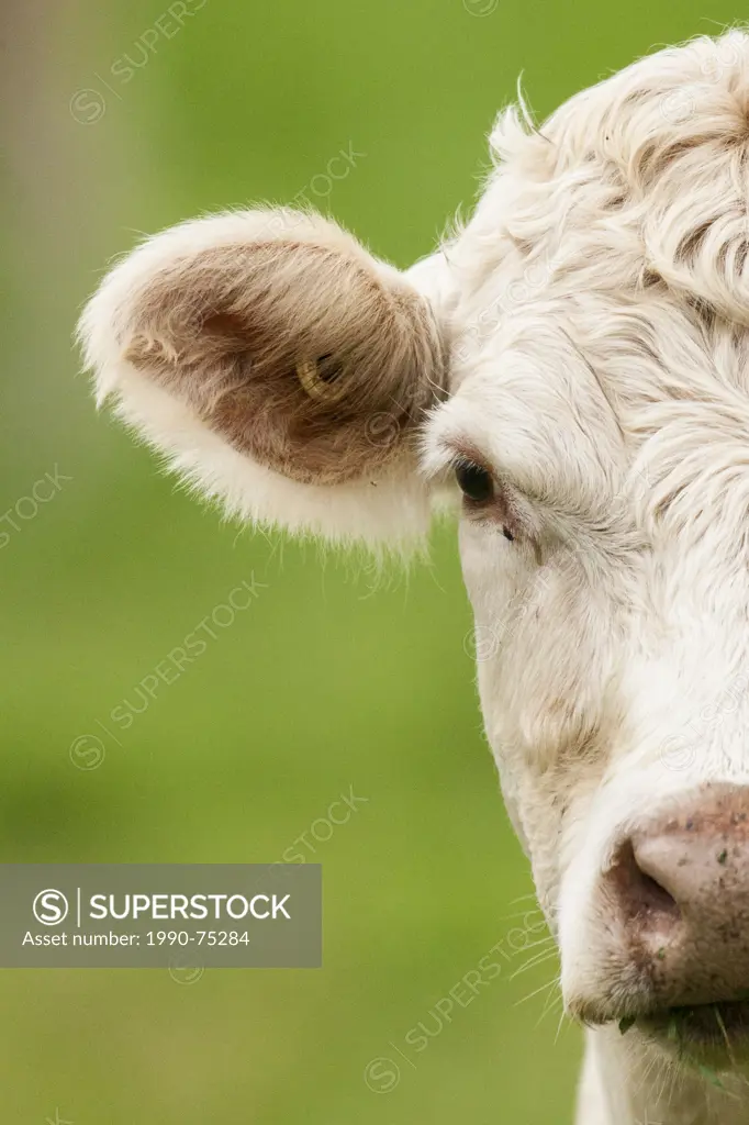 Charolais cattle (Bos taurus) a beef breed of cattle which originated in Charolais, around Charolles, in France. © Allen McEachern