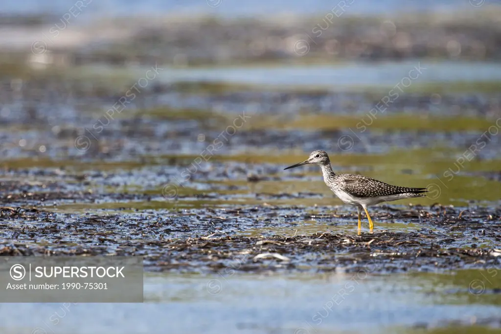 Greater Yellowlegs (Tringa melanoleuca) riding the reed beds of the Kouchibouguac River in Kouchibouguac National Park, New Brunswick, Canada, © Allen...