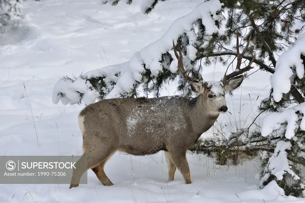 A mule deer buck 'Odocoileus hemionus' standing in the deep snow in Jasper National Park, Alberta Canada.