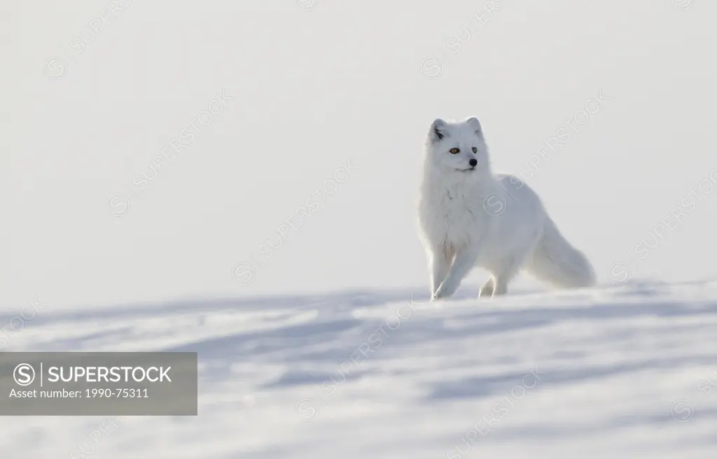 Arctic fox (Alopex lagopus), west coast Hudson Bay, south of Arviat, Nunavut, Canada