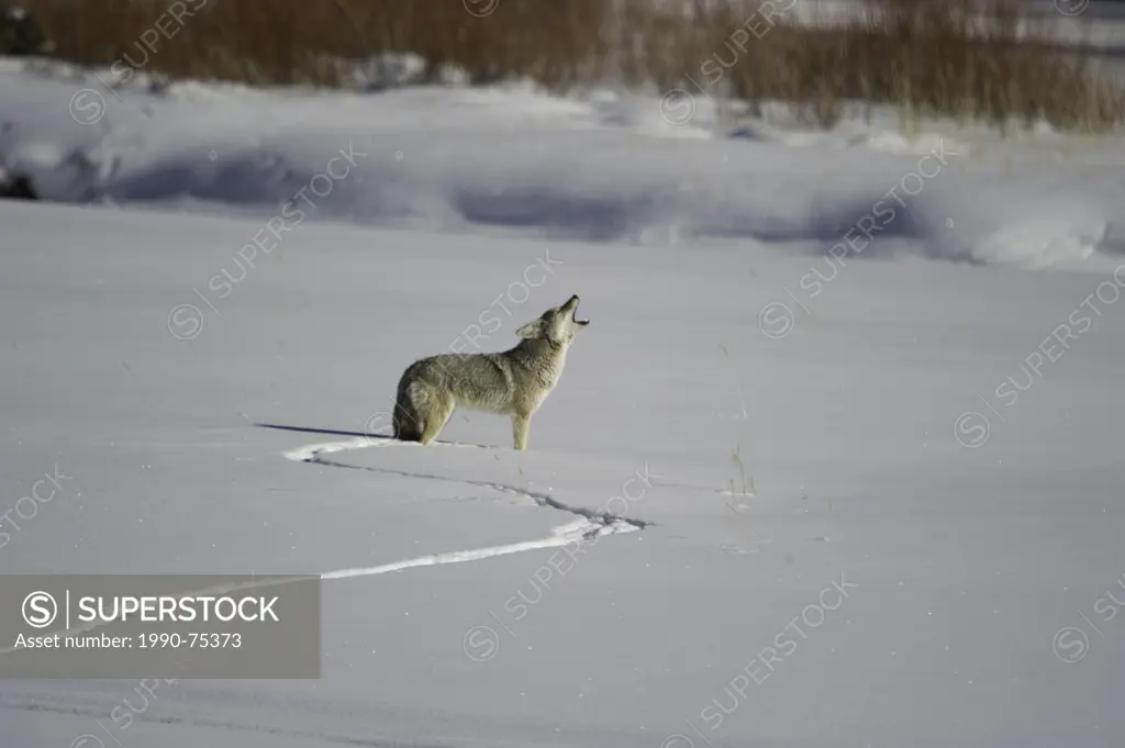 Coyote (Canis latrans), Yellowstone National Park, Wyoming, United States of America