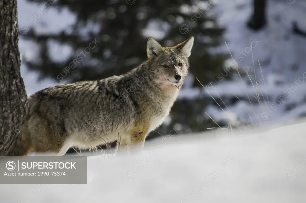 Coyote (Canis latrans), Yellowstone National Park, Wyoming, United States of America