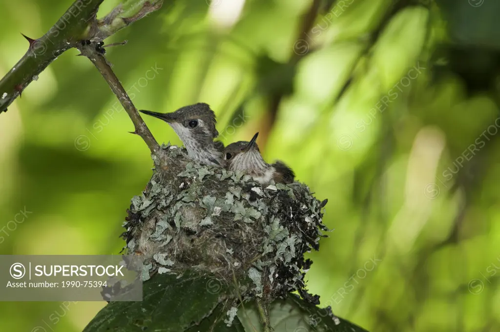 Baby rufous humming birds (Selasphorus rufus) in nest, Omak, Okanogan Highlands, Washington, United States of America