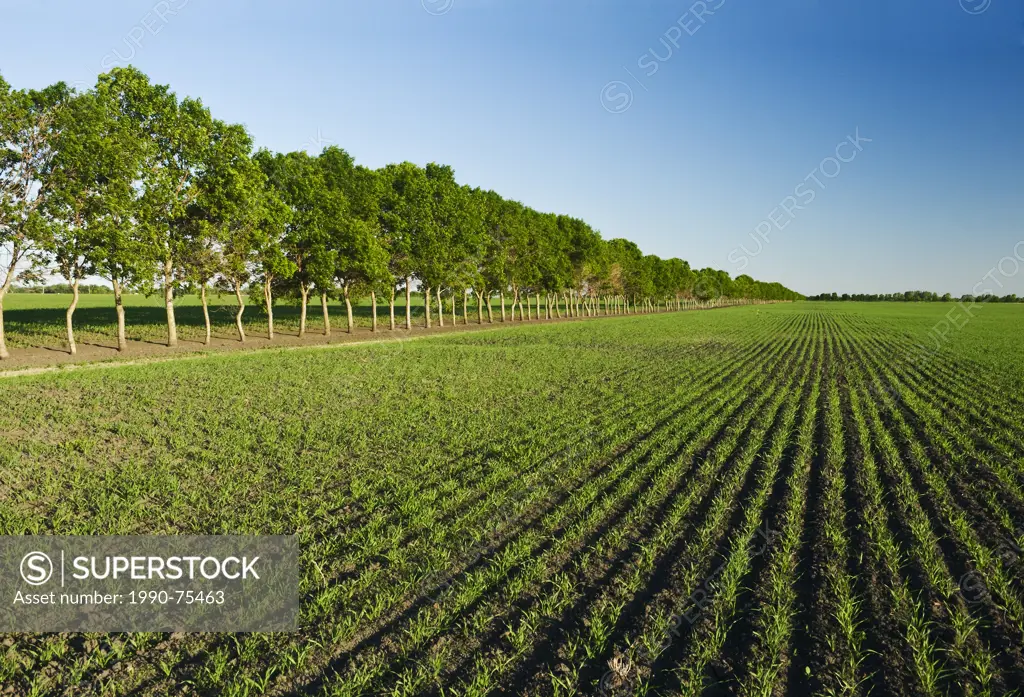 early growth grain field with shelterbelt in the background, near Niverville , Manitoba, Canada