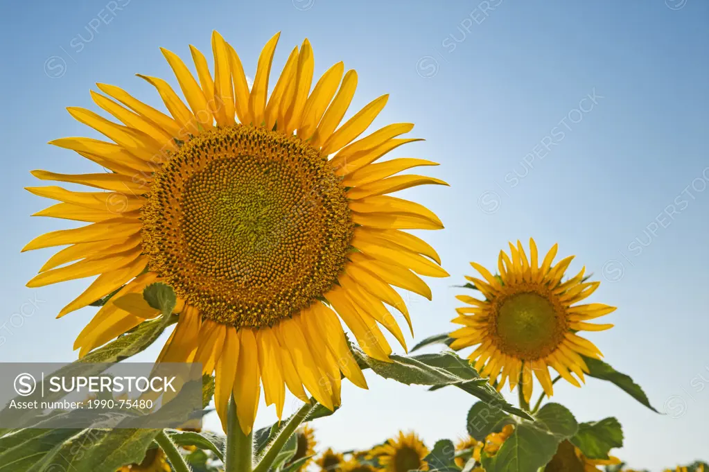 sunflower field, Manitoba, Canada
