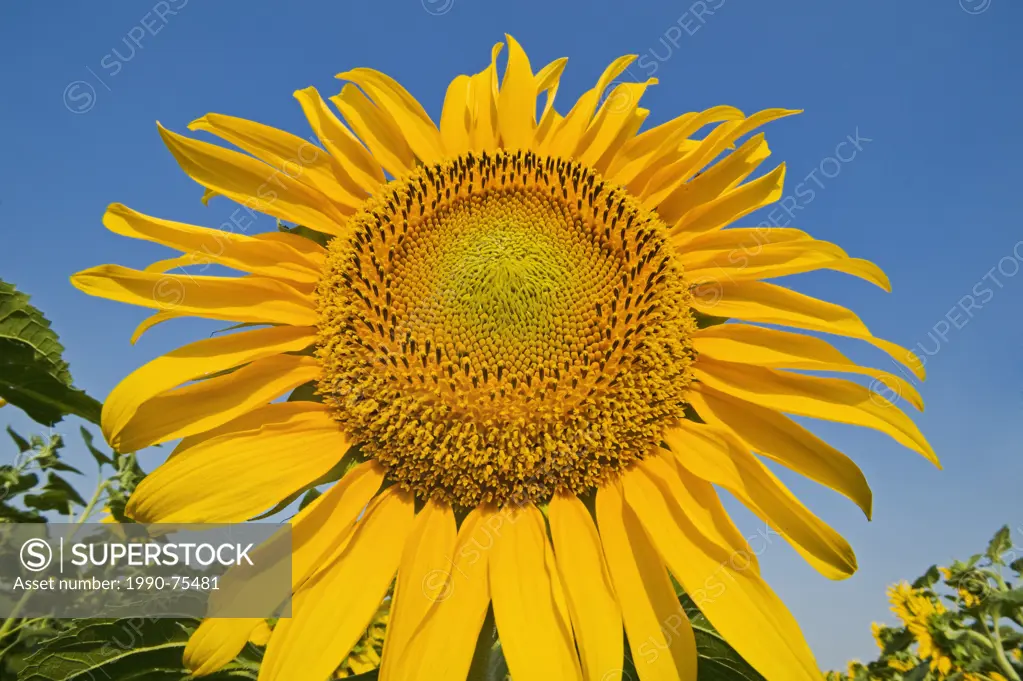 sunflower field, Manitoba, Canada