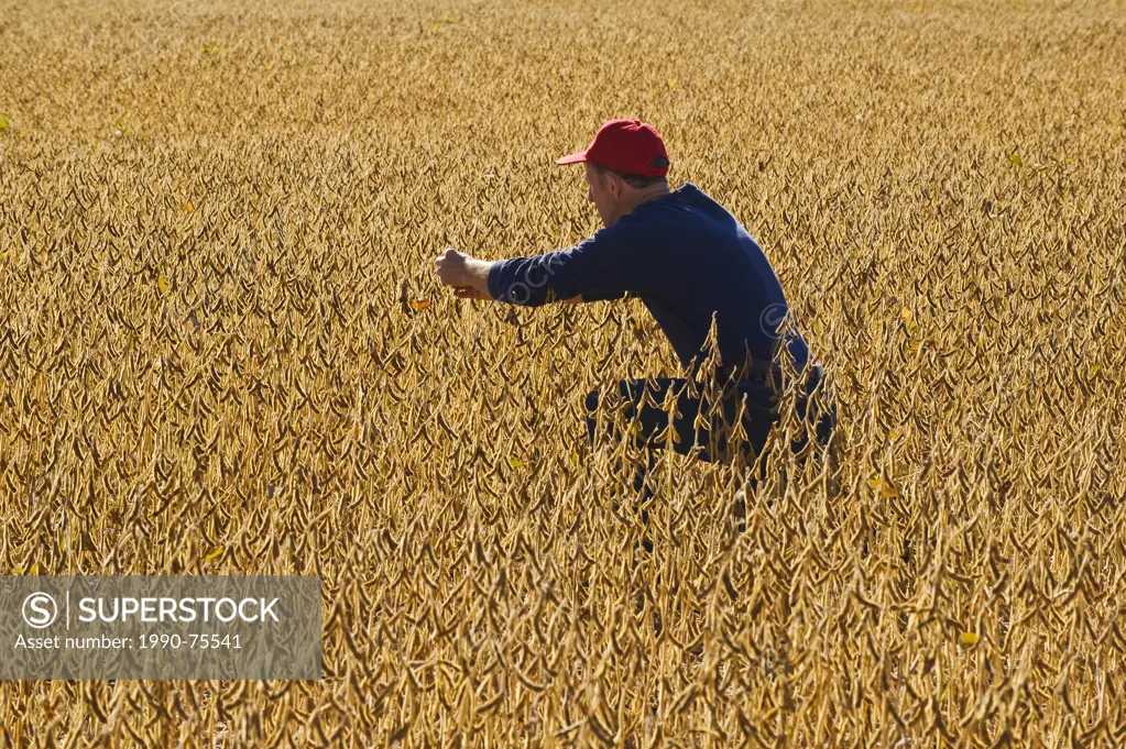 a farmer checks the maturity of soybean pods in a field , near Lorette, Manitoba, Canada