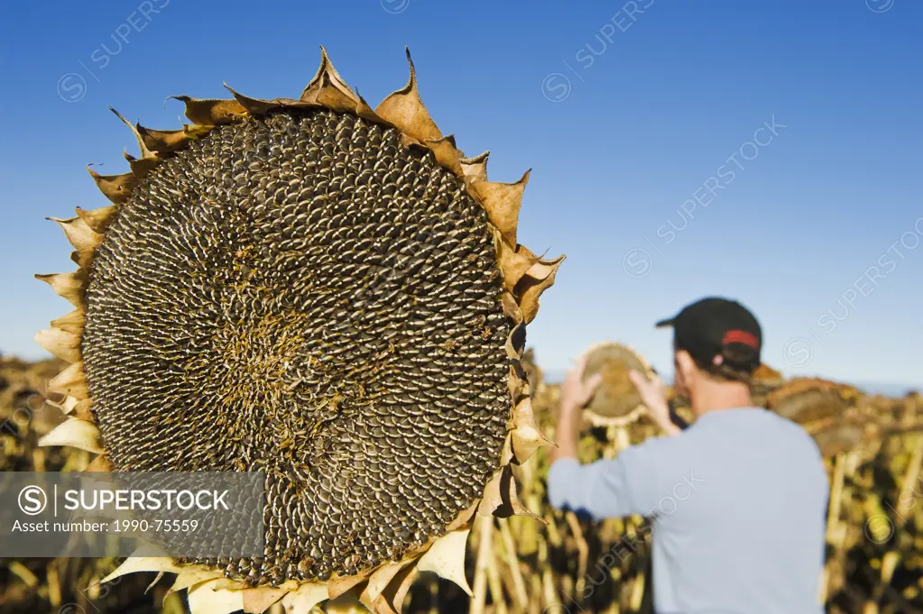 sunflower heads with farmer examining the crop in the backgroudground, near Lorette, Manitoba, Canada