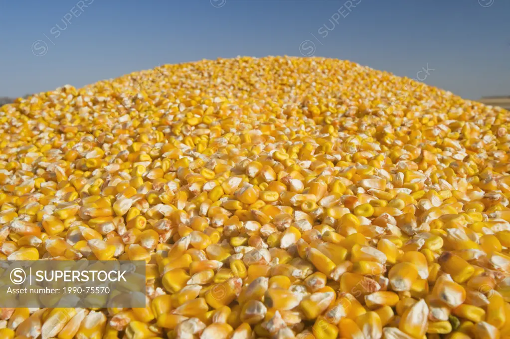 close-up of harvested grain/feed corn in a grain wagon, near Niverville, Manitoba, Canada