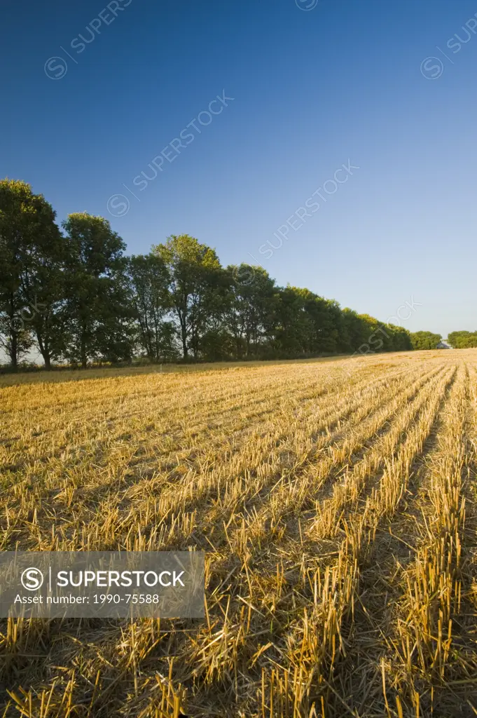 shelterbelt and field with grain stubble, near Carman, Manitoba, Canada