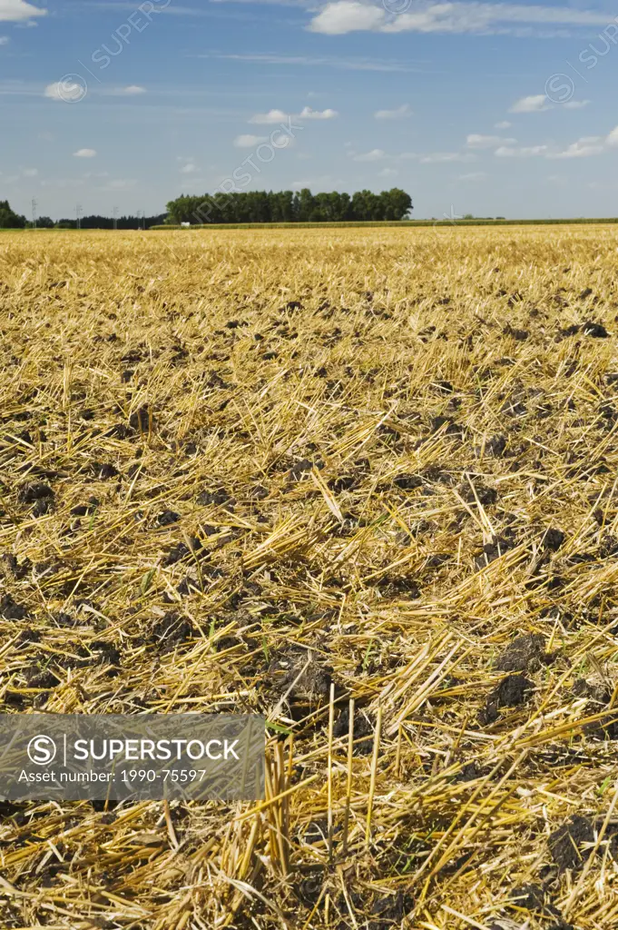 wheat stubble in a field showing partial tilling of field , near Carman, Manitoba ,Canada