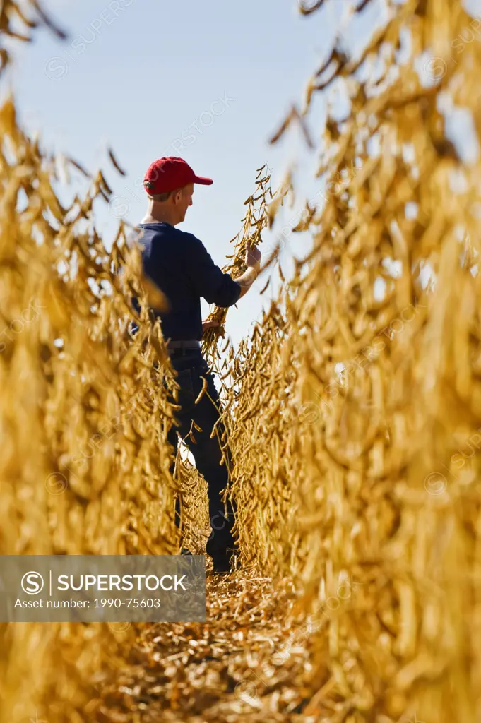 man in a mature soybean field, near Lorette, Manitoba, Canada