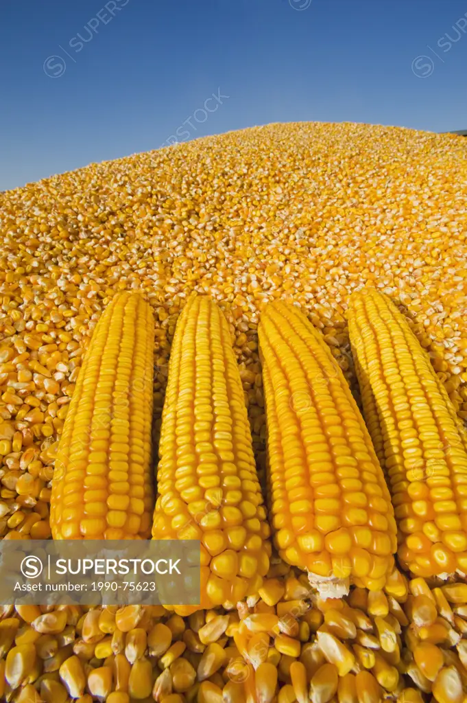 close-up of mature grain/feed corn and harvested kernels