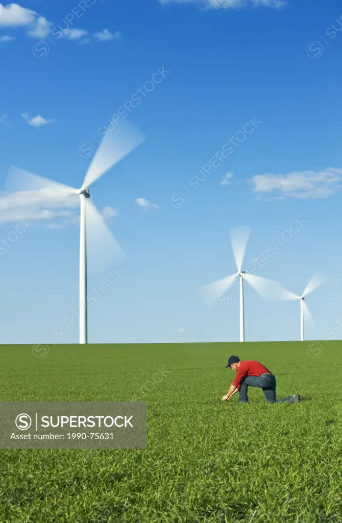 a man scouts an early growth spring wheat field for weeds and disease with wind turbines in the background, Tiger Hills,, Manitoba, Canada