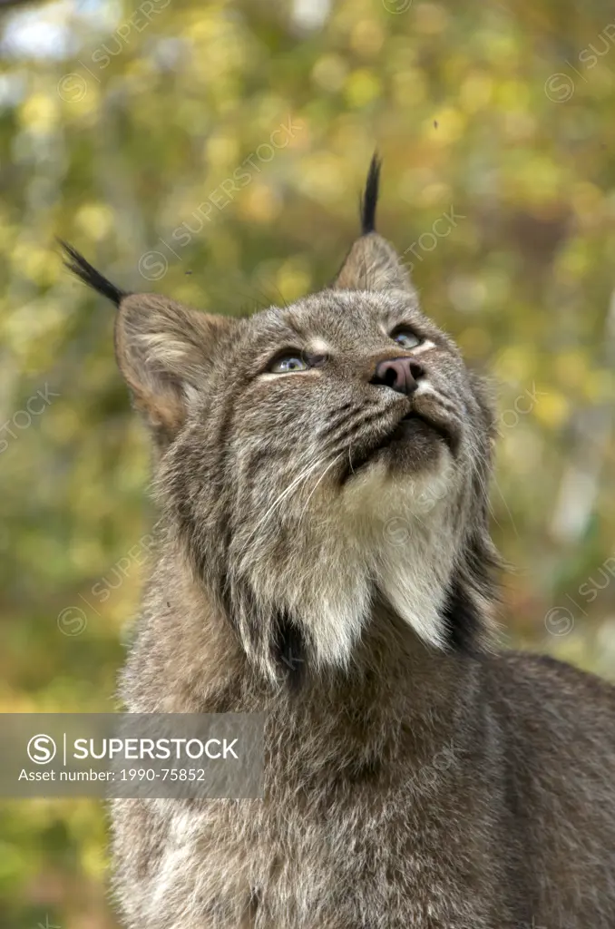 Canada Lynx in green forest. (Lynx canadensis), Minnesota, United States of America