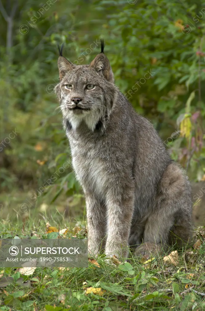 Canada Lynx in green forest. (Lynx canadensis), Minnesota, United States of America