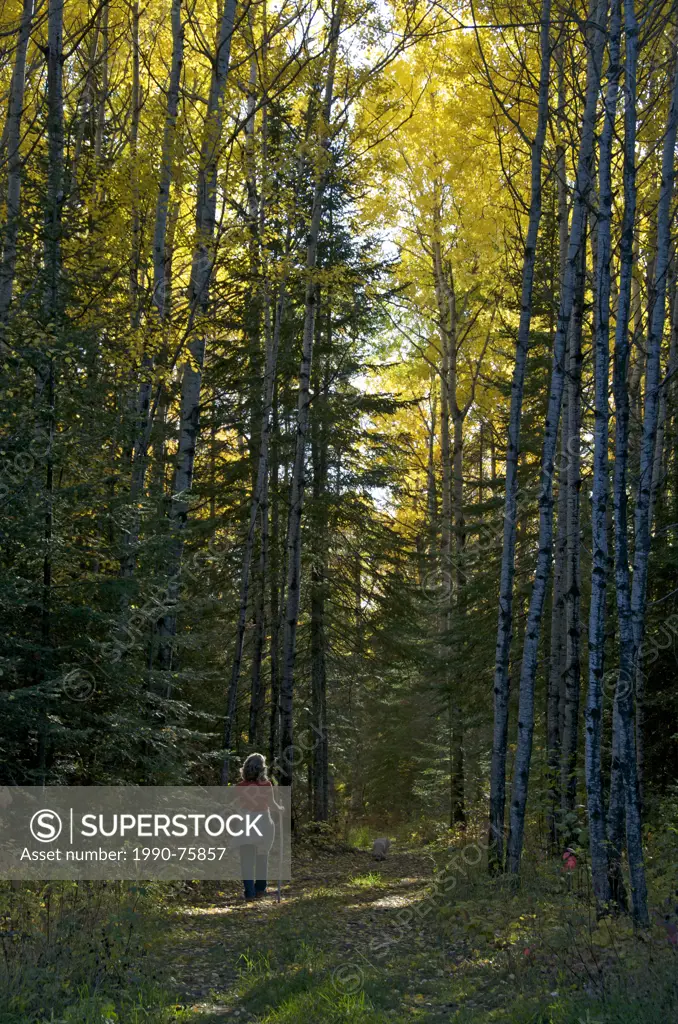 Woman walking on trail through autumn forest of Trembling Aspen (Populus tremuloides), near Thunder Bay, Ontario, Canada