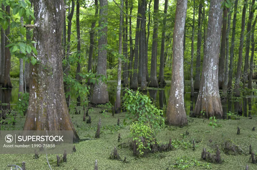 Bald cypress trees (Taxodium distichum) and swamp vegetation in the Lacassine National Wildlife Refuge, Louisiana, United States of America