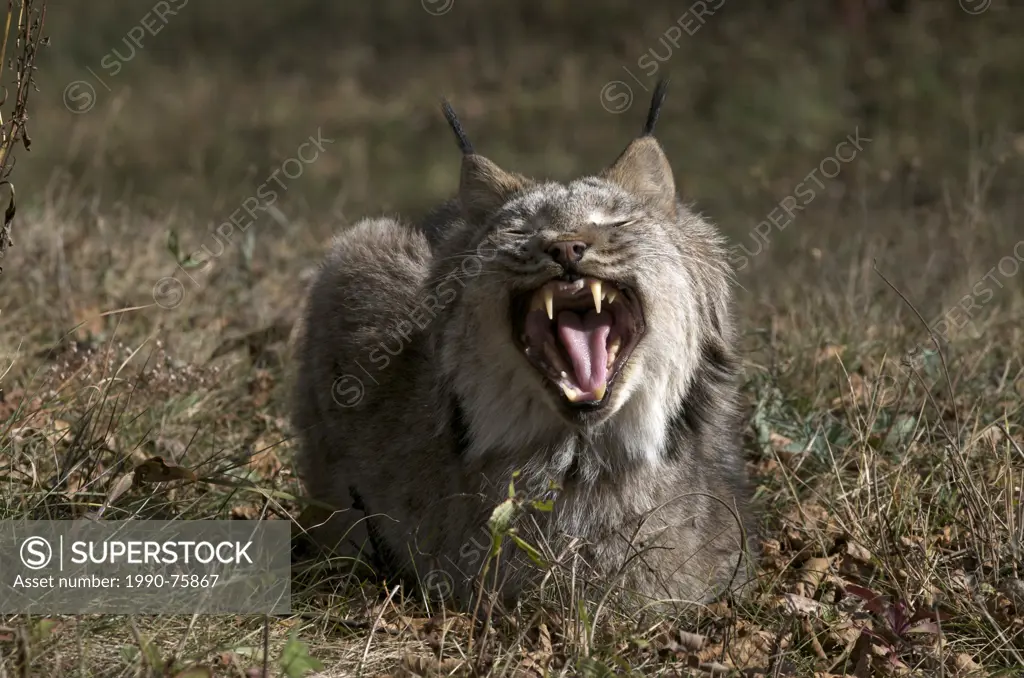 Canada Lynx laying down in late summer grasses, yawning. (Lynx canadensis), Minnesota, United States of America