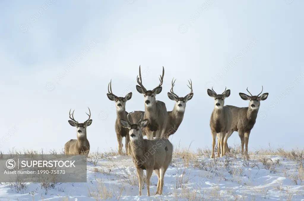Mule Deer (Odocoileua hemionus) Adult Males, Southwest Alberta, Canada.