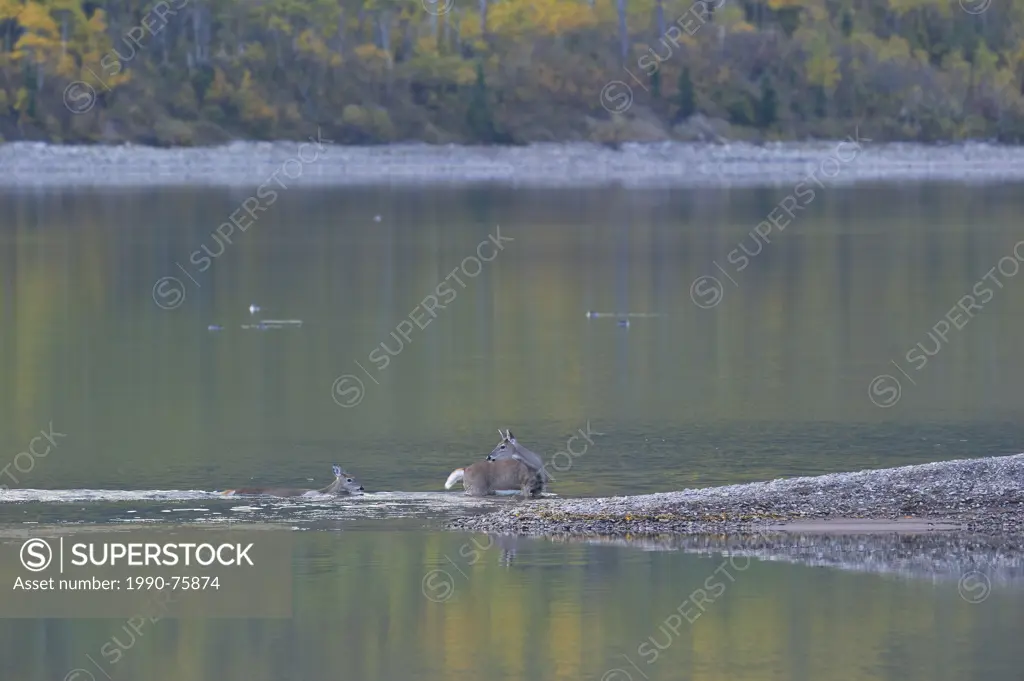 White-tailed Deer (Odocoileus virginianus), Waterton Lakes National Park, southwest Alberta, Canada.