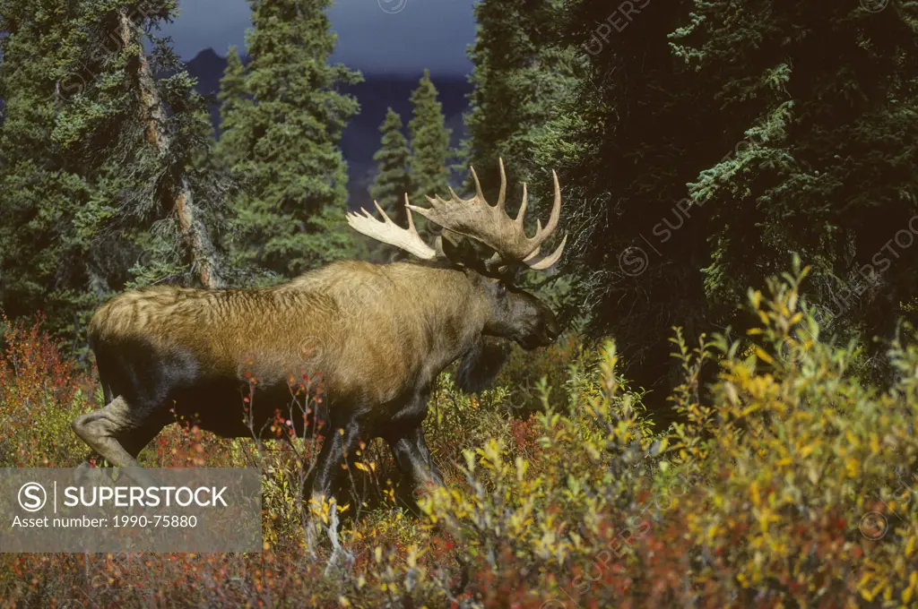 Moose (Alces alces) Adult Male typically inhabits boreal and mixed deciduous forests of the Northern Hemisphere in temperate to subarctic climates. De...