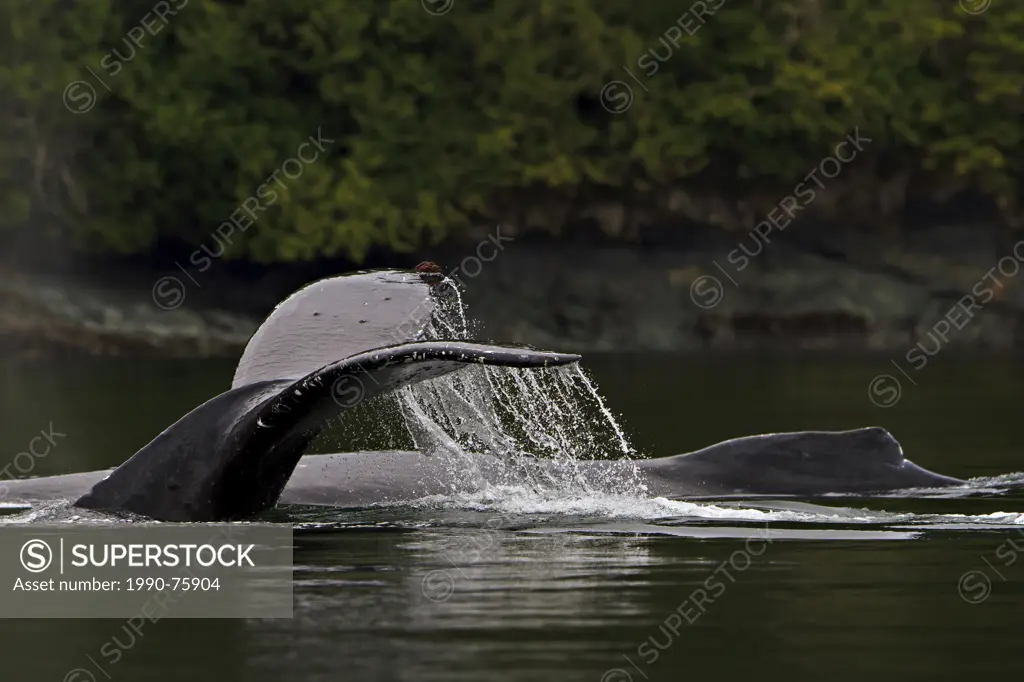 Two Humpack Whales (Megaptera novaengliae) traveling along the British Columbia coastline, Great Bear Rainforest, British Columbia, Canada.