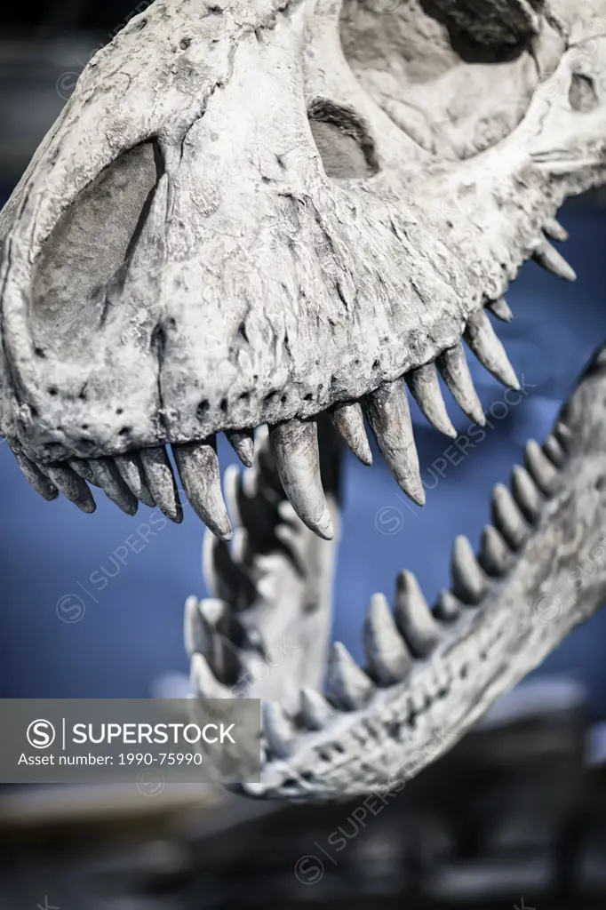 Tyrannosaurus rex dinosaur skeleton, Royal Tyrrell Museum, Drumheller, Alberta, Canada