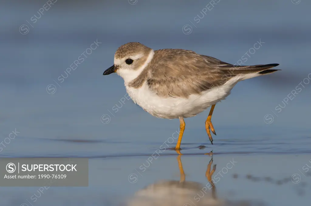 Piping Plover (Charadrius melodus) - Fort Myers Beach, Florida
