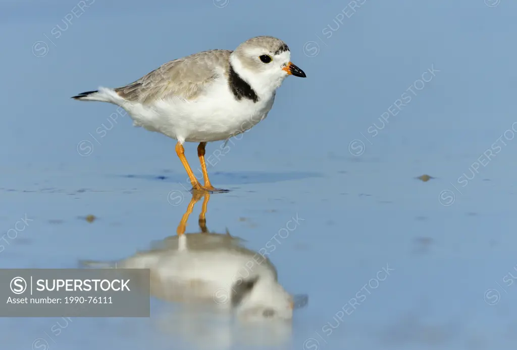 Piping Plover (Charadrius melodus) - Fort Myers Beach, Florida