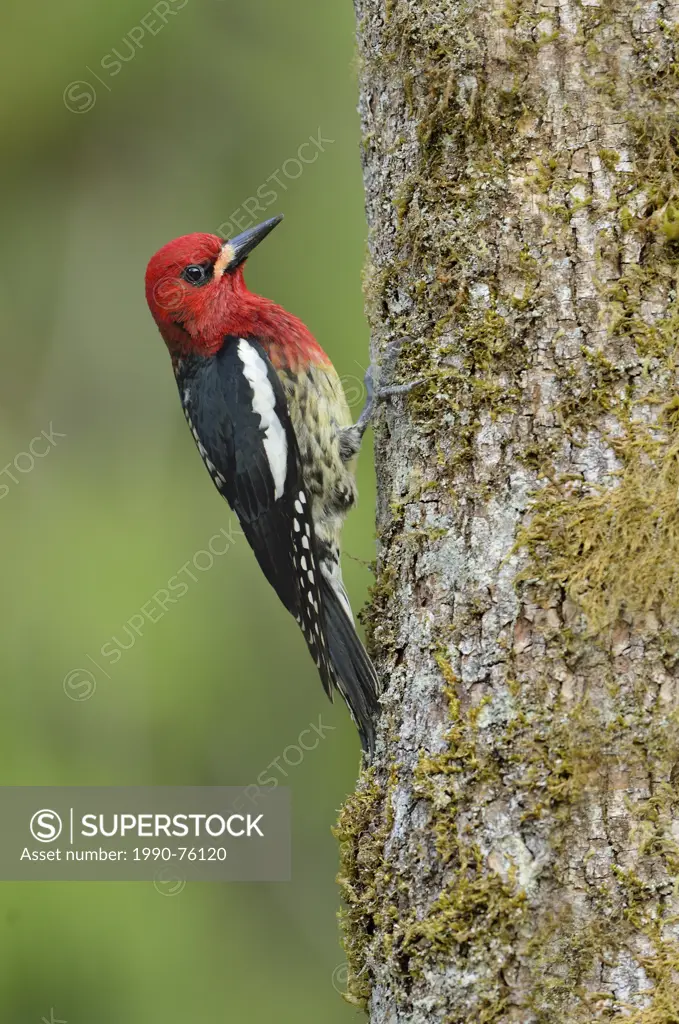 Red-breasted Sapsucker (Sphyrapicus ruber) - Goldstream Provincial Park, Victoria BC
