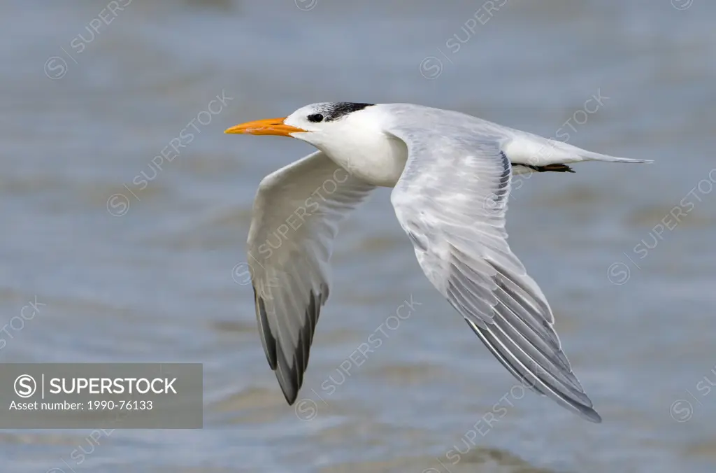 Royal Tern (Thalasseus maximus) - Fort Desoto State Park, Florida