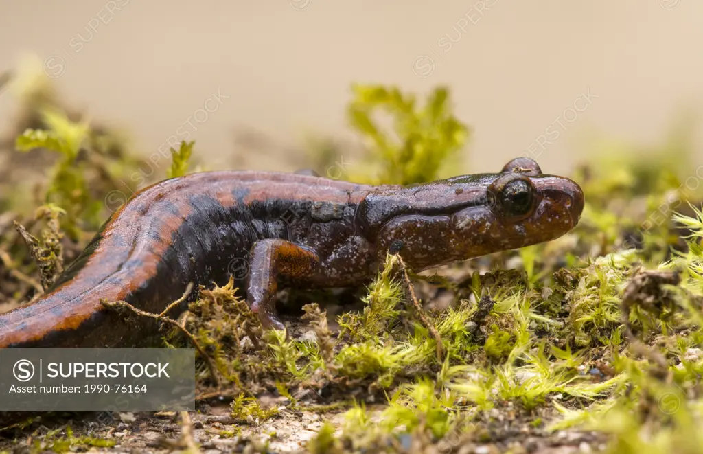 Western Red-backed Salamander (Plethodon vehiculum) - Goldstream Provincial Park, Victoria BC