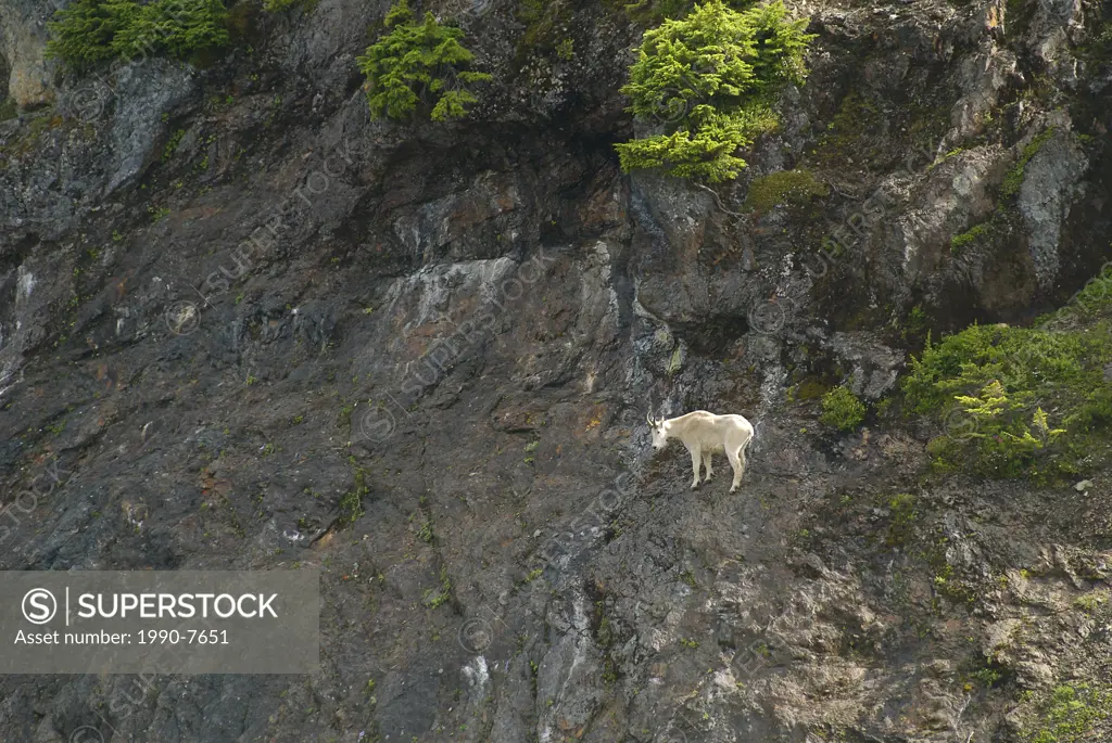 A Mountain Goat on the steep slopes in the Cascade Mountains, British Columbia, Canada