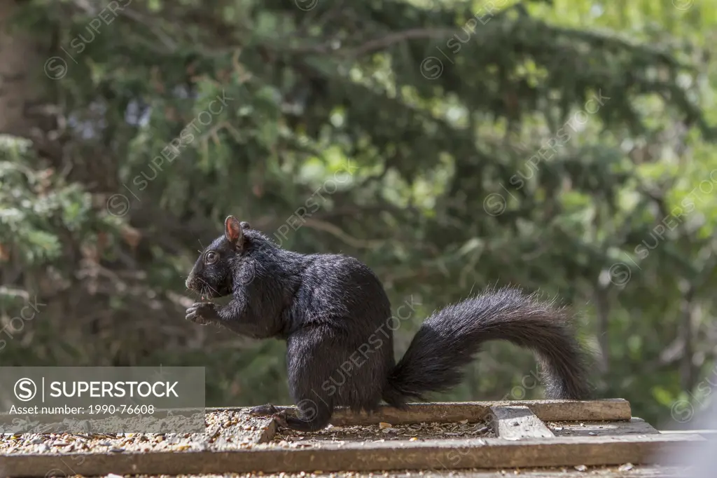Black Squirrel (Sciurus carolinensis), Feeding at a backyard bird feeder. Calgary, Alberta, Canada