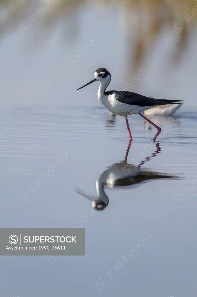 Black-necked Stilt (Himantopus mexicanus) Standing in water searching for food. Weed Lake, Alberta, Canada
