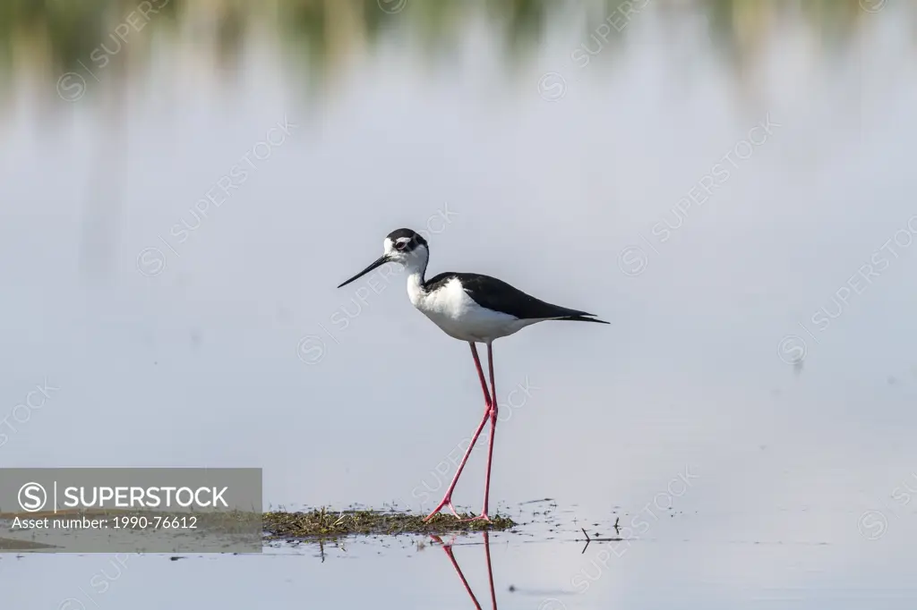 Black-necked Stilt (Himantopus mexicanus) Standing in water searching for food. Weed Lake, Alberta, Canada