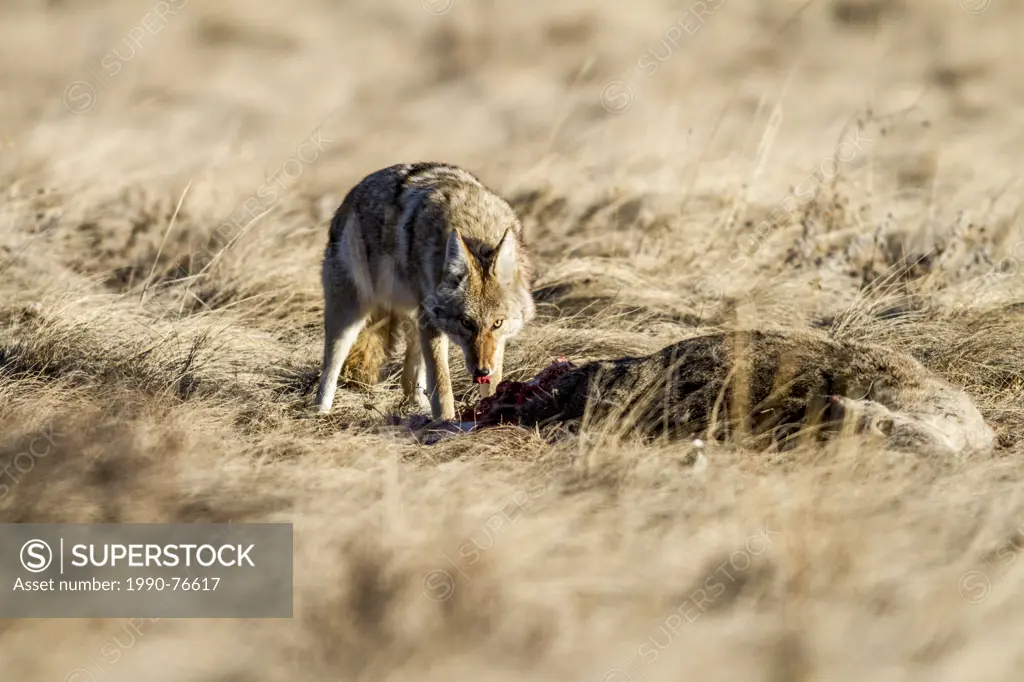 Coyote (Canis latrans) Feeding at deer carcass, Ghost Lake, Alberta, Canada