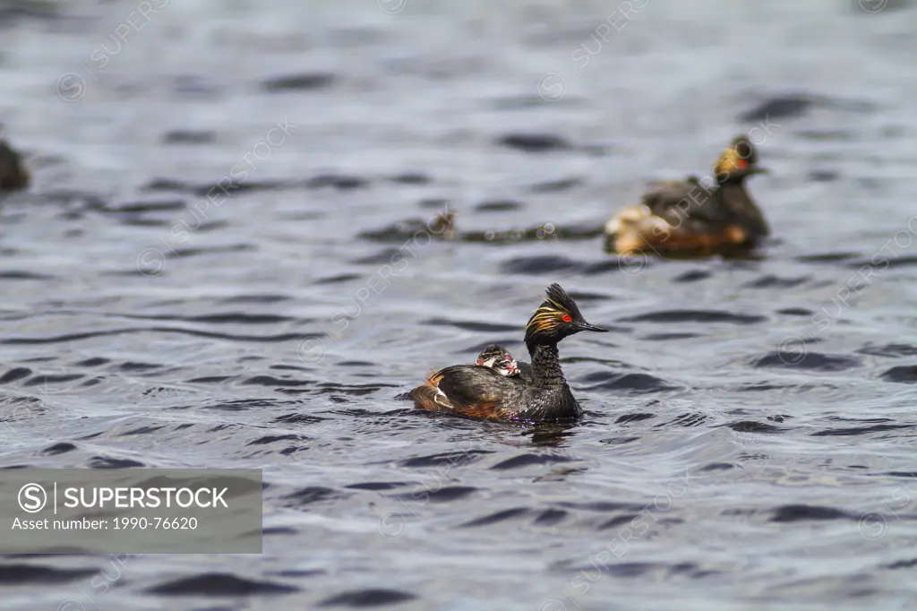 Eared Grebe, (Podiceps nigricollis) Young catching ride on Mom, Weed Lake, Alberta, Canada