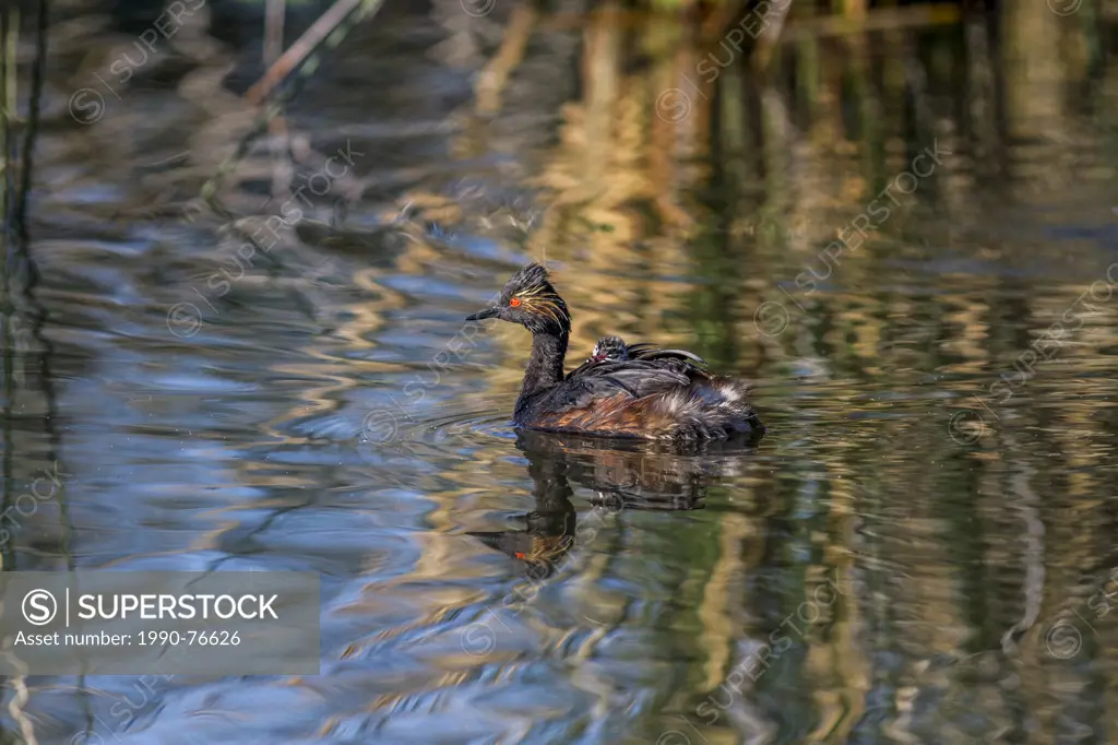 Eared Grebe, (Podiceps nigricollis) On the water, with baby on back. Weed Lake, Alberta, Canada