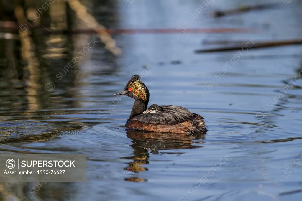 Eared Grebe, (Podiceps nigricollis) On the water, mother with baby on back. Weed Lake, Alberta, Canada
