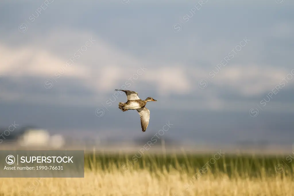 Gadwall (Anas strepera) In flight, Weed Lake, Alberta, Canada