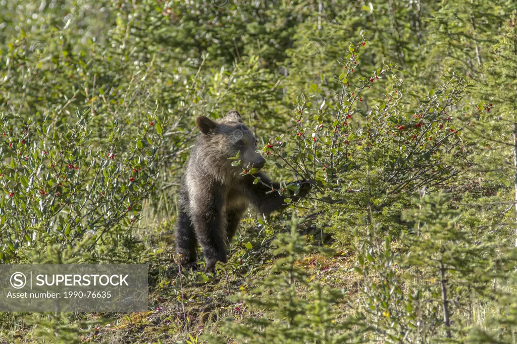 Grizzly Bear Cub(Ursus arctos horribilis) Cub feeding in berry patch. Kananaskis, Alberta, Canada