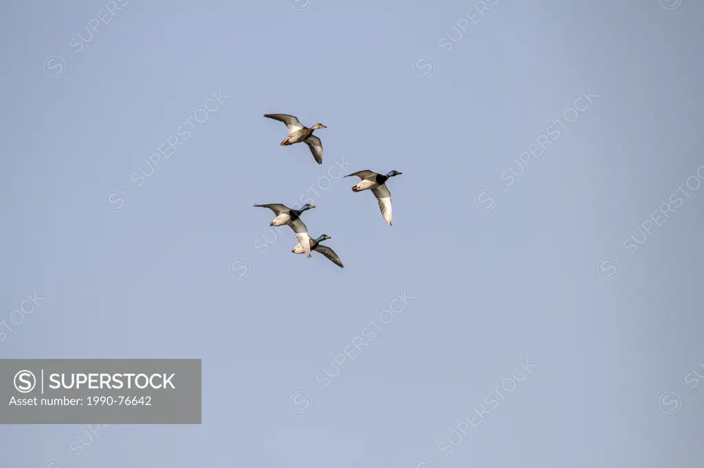 Mallard (Anes platyrhynchos) Caught in flight. Johnsons Island, Alberta, Canada