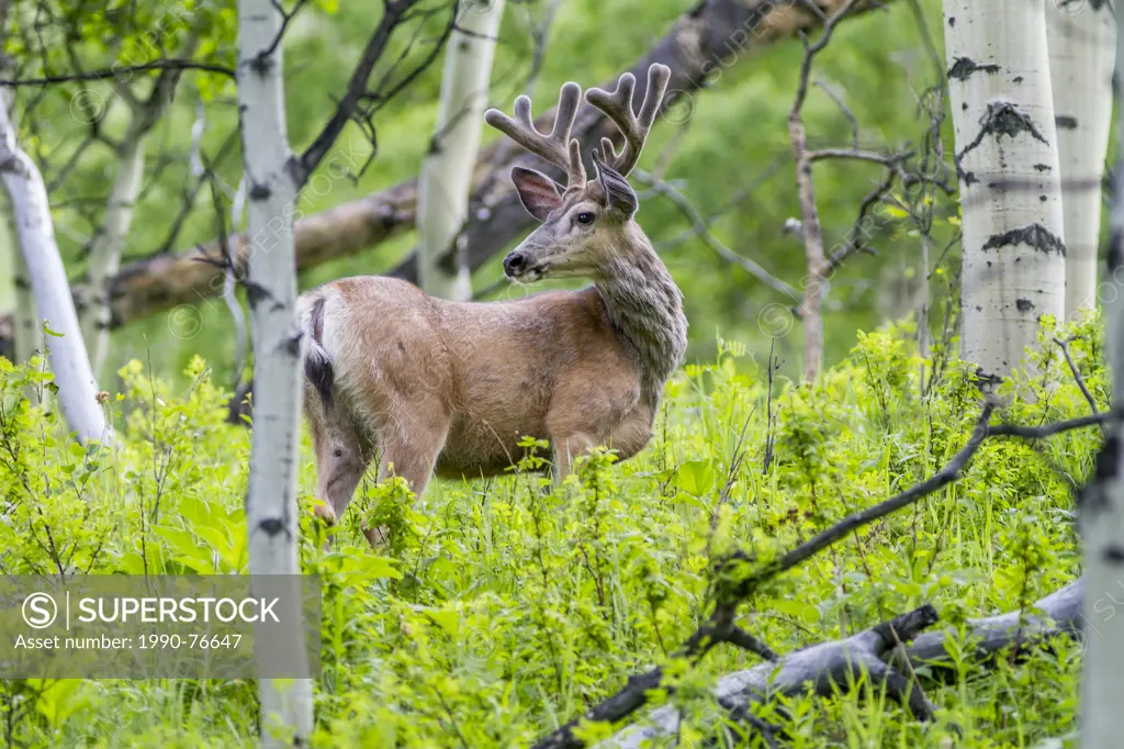 Mule Deer (Odocoileus hemionus) Male Buck, with velvet on antlers, standing in forest Sheep River, Alberta