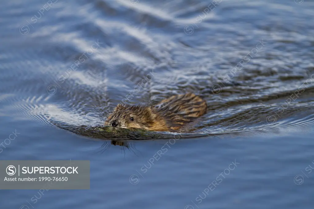 Muskrat (Ondatra zibethicus) Swimming in a slough, Strathmore, Alberta, Canada